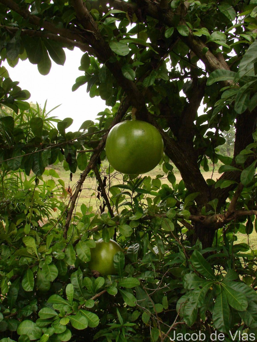 Crescentia cujete L.
